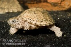 Neue Veröffentlichungen 1 Dach-Moschusschildkröte, Sternotherus Carinatus