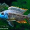 Rotbrust-Messerbuntbarsch, Dimidiochromis Strigatus, DNZ