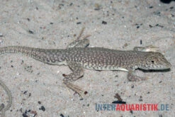 Dumérils Fransenfingereidechse, Acanthodactylus Scutellatus -Zoofachgeschäft Dumerils Fransenfingereidechse Acanthodactylus scutellatus 4