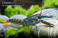 Dunkelblauer Krebs Variante II, Cherax Sp. "Blue Moon Type II" -Zoofachgeschäft Dunkelblauer Krebs Variante II Cherax sp Blue Moon Type II 5