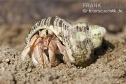 5 Kleine Landeinsiedlerkrebse, Coenobita Spec. -Zoofachgeschäft Einsiedlerkrebs 3