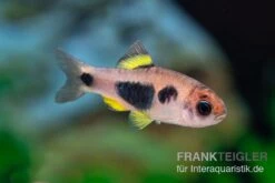 Schmetterlingsbarbe, Barbus Hulstaerti (Minifisch), 5 Stück -Zoofachgeschäft Enteromius hulstaerti 14