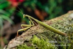 Europäische Gottesanbeterin, Mantis Religiosa -Zoofachgeschäft Europaeische Gottesanbeterin Mantis religiosa neu 3