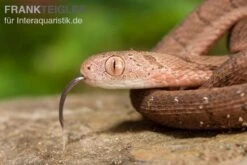 Gansi-Eierschlange, Dasypeltis Gansi -Zoofachgeschäft Gansi Eierschlange Dasypeltis gansi neu 4