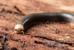 Gelbkopf Tausendfüßer, Spirobolus Sp. "Yellow Head" -Zoofachgeschäft Gelbkopf Tausendfuesser Spirobolus sp Yellow Head 5