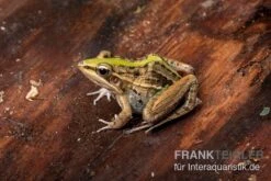 Gestreifter Grasfrosch, Ptychadena Porosissima 9 Gestreifter Grasfrosch, Ptychadena Porosissima -Zoofachgeschäft Gestreifter Grasfrosch Ptychadena porosissima 3