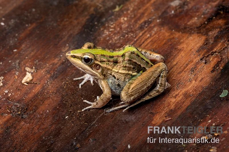 Gestreifter Grasfrosch, Ptychadena Porosissima 5 Gestreifter Grasfrosch, Ptychadena Porosissima – Bild 5