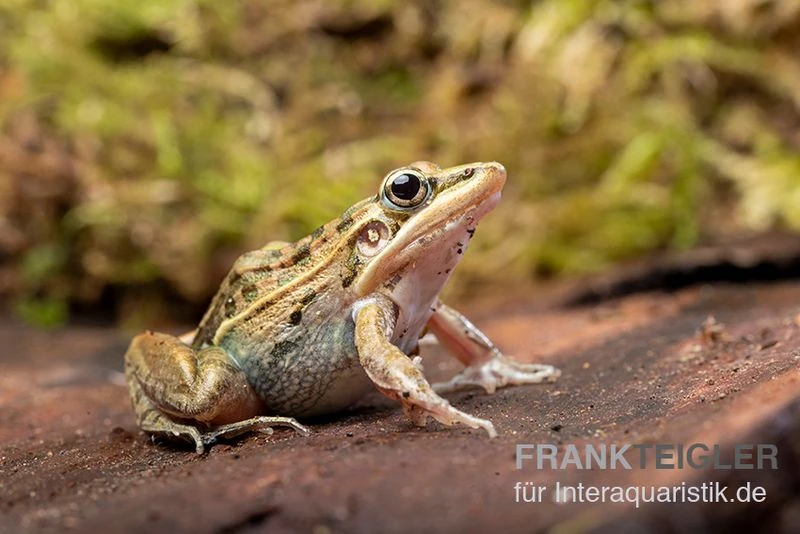 Gestreifter Grasfrosch, Ptychadena Porosissima 1 Gestreifter Grasfrosch, Ptychadena Porosissima
