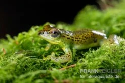 Getupfter Riedfrosch, Hyperolius Guttulatus 6 Getupfter Riedfrosch, Hyperolius Guttulatus -Zoofachgeschäft Getupfter Riedfrosch Hyperolius guttulatus 3