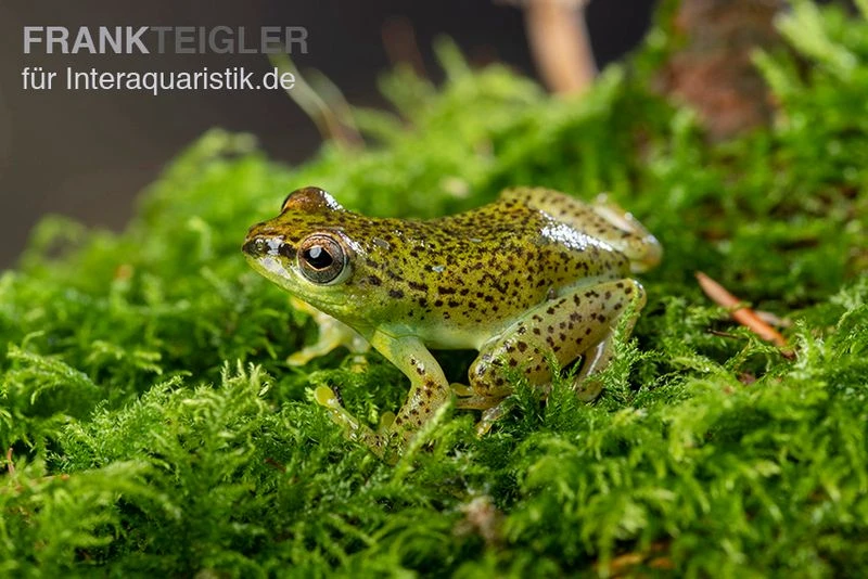 Getupfter Riedfrosch, Hyperolius Guttulatus 4 Getupfter Riedfrosch, Hyperolius Guttulatus – Bild 4