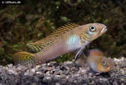 Glänzender Zwergbuntbarsch, Nanochromis Splendens, 1 Paar