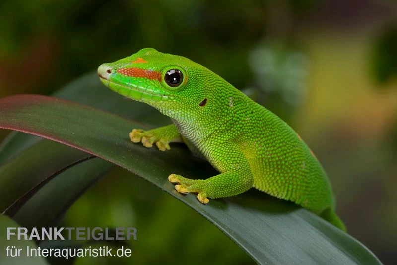 Grosser Madagaskar Taggecko, Phelsuma Mad. Grandis DNZ 2 Grosser Madagaskar Taggecko, Phelsuma Mad. Grandis DNZ – Bild 2