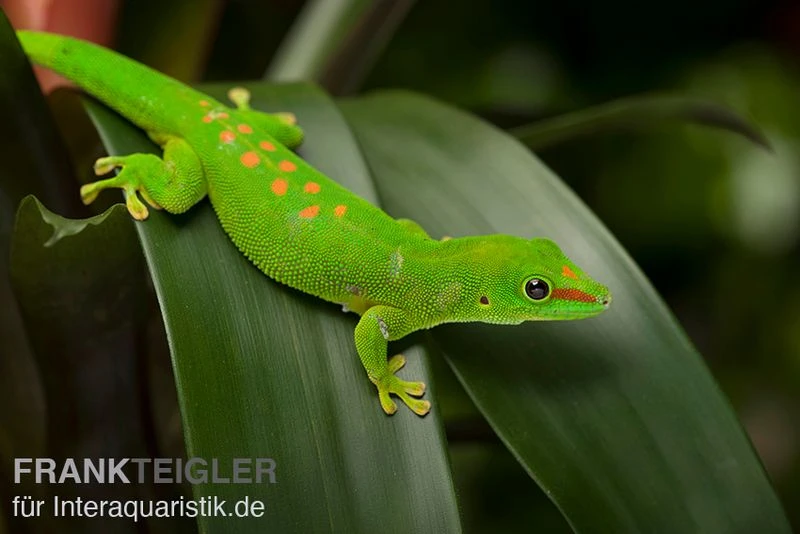 Grosser Madagaskar Taggecko, Phelsuma Mad. Grandis DNZ 3 Grosser Madagaskar Taggecko, Phelsuma Mad. Grandis DNZ – Bild 3