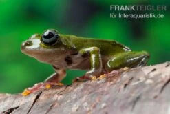 Grüner Riedfrosch, Hyperolius Fusciventris 5 Grüner Riedfrosch, Hyperolius Fusciventris -Zoofachgeschäft Gruener Riedfrosch Hyperolius fusciventris 3