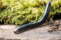 Grüngelber Tausendfüßer, Aulacobolus Sp. „Green-Yellow“ -Zoofachgeschäft Gruengelber Tausendfuesser Aulacobolus sp Green Yellow 3