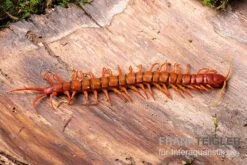Hundertfüßer, Scolopendra Subspinipes "Malay Red Cherry" -Zoofachgeschäft Hundertfuesser Scolopendra subspinipes Malay Red Cherry 1