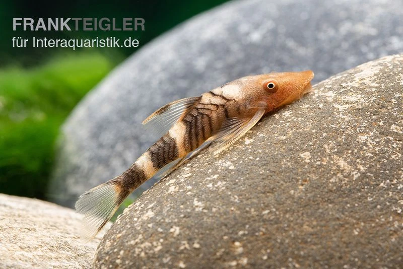 Orange-Otocinclus, Nannoptoma Spec. Orange 4 Orange-Otocinclus, Nannoptoma Spec. Orange – Bild 4