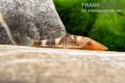 Orange-Otocinclus, Nannoptoma Spec. Orange 9 Orange-Otocinclus, Nannoptoma Spec. Orange -Zoofachgeschäft Hypoptopoma sp Peru Orange 12