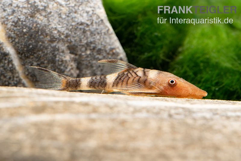 Orange-Otocinclus, Nannoptoma Spec. Orange 5 Orange-Otocinclus, Nannoptoma Spec. Orange – Bild 5