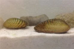 Schwebealgen-Bundle: 2x Ornamentmuscheln + 1 Portion Büschelfarn + 4 Bund-Pflanzen -Zoofachgeschäft IMG 0509