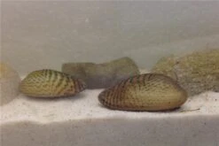 Schwebealgen-Bundle: 2x Ornamentmuscheln + 1 Portion Büschelfarn + 4 Bund-Pflanzen -Zoofachgeschäft IMG 0510