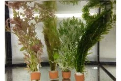 Schwebealgen-Bundle: 2x Ornamentmuscheln + 1 Portion Büschelfarn + 4 Bund-Pflanzen -Zoofachgeschäft IMG 0520