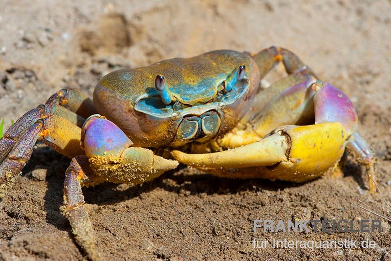 Indonesische Riesenlandkrabbe, Cardisoma Carnifex 1 Indonesische Riesenlandkrabbe, Cardisoma Carnifex
