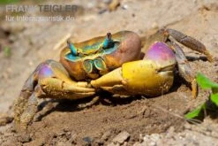 Indonesische Riesenlandkrabbe, Cardisoma Carnifex 6 Indonesische Riesenlandkrabbe, Cardisoma Carnifex -Zoofachgeschäft Indonesische Riesenlandkrabbe Cardisoma carnifex 2