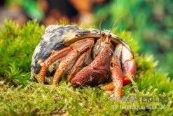 Karibik-Einsiedlerkrebs, Coenobita Clypeatus -Zoofachgeschäft Karibik Einsiedlerkrebs Coenobita clypeatus neu 2