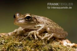 Kuba-Laubfrosch, Osteopilus Septentrionalis -Zoofachgeschäft Kuba Laubfrosch Osteopilus septentrionalis 3