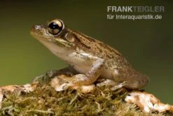 Kuba-Laubfrosch, Osteopilus Septentrionalis -Zoofachgeschäft Kuba Laubfrosch Osteopilus septentrionalis 4