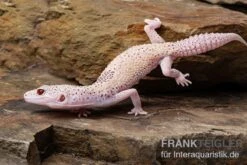 Leopardgecko, Eublepharis Macularius, BELL ALBINO ENIGMA -Zoofachgeschäft Leopardgecko Eublepharis macularius Bell Albino Enigma 6