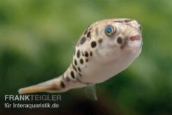 Neue Veröffentlichungen -Zoofachgeschäft Leopardkugelfisch Tetraodon schoutedeni 1