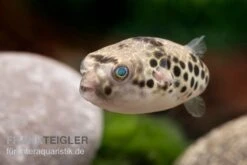 Leopardkugelfisch, Tetraodon Schoutedeni -Zoofachgeschäft Leopardkugelfisch Tetraodon schoutedeni 2