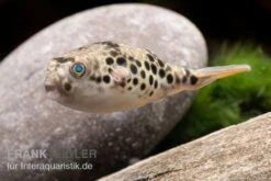 Leopardkugelfisch, Tetraodon Schoutedeni -Zoofachgeschäft Leopardkugelfisch Tetraodon schoutedeni 3