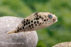 Leopardkugelfisch, Tetraodon Schoutedeni -Zoofachgeschäft Leopardkugelfisch Tetraodon schoutedeni 4