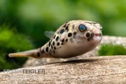 Neue Veröffentlichungen 5 Leopardkugelfisch, Tetraodon Schoutedeni