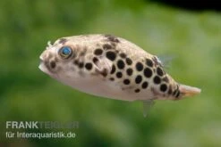Leopardkugelfisch, Tetraodon Schoutedeni -Zoofachgeschäft Leopardkugelfisch Tetraodon schoutedeni 6