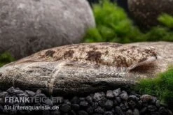 Leucorhynchos-Plattfisch, Süßwasserflunder, Achiroides Leucorhynchos -Zoofachgeschäft Leucorhynchos Plattfisch Achiroides leucorhynchos 2