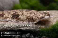 Leucorhynchos-Plattfisch, Süßwasserflunder, Achiroides Leucorhynchos -Zoofachgeschäft Leucorhynchos Plattfisch Suesswasserflunder Achiroides leucorhynchos 1 2