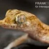 Lichtensteins Dünnfingergecko, Stenodactylus Sthenodactylus