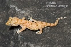 Neue Veröffentlichungen -Zoofachgeschäft Lichtensteins Duennfingergecko Stenodactylus sthenodactylus 2