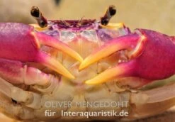 Lila Süßwasserkrabbe, Globithelphusa "indian Lilac" -Zoofachgeschäft Lila Suesswasserkrabbe Globithelphusa indian lilac 1