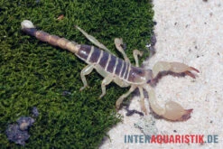 Maurischer Skorpion, Scorpio Maurus -Zoofachgeschäft Maurischer Skorpion Scorpio maurus 3