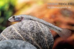 Mindanaoensis-Grundel, Lentipes Mindanaoensis, 1 Paar 5 Mindanaoensis-Grundel, Lentipes Mindanaoensis, 1 Paar -Zoofachgeschäft Mindanaoensis Grundel Lentipes mindanaoensis female 1