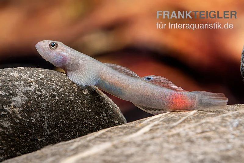 Mindanaoensis-Grundel, Lentipes Mindanaoensis, 1 Paar 1 Mindanaoensis-Grundel, Lentipes Mindanaoensis, 1 Paar