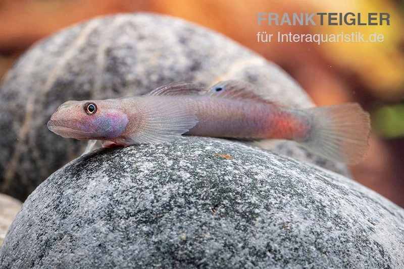 Mindanaoensis-Grundel, Lentipes Mindanaoensis, 1 Paar 2 Mindanaoensis-Grundel, Lentipes Mindanaoensis, 1 Paar – Bild 2