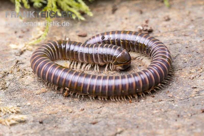 Mrs. Lila-Tausendfüßer, Aulacobolus Sp. „Mrs. Lila“ 2 Mrs. Lila-Tausendfüßer, Aulacobolus Sp. „Mrs. Lila“ – Bild 2