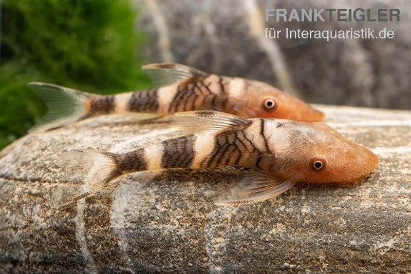 Orange-Otocinclus, Nannoptoma Spec. Orange 1 Orange-Otocinclus, Nannoptoma Spec. Orange