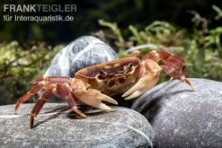 Orangenkrabbe, Sundathelphusa Sp. "orange" 6 Orangenkrabbe, Sundathelphusa Sp. "orange" -Zoofachgeschäft Orangenkrabbe Sundathelphusa sp orange 2